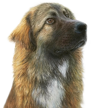 Jinora Transparent.png