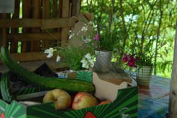  Harvesting produce