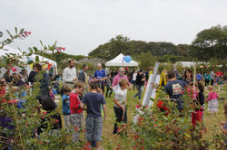 Harvest Picnic in full swing