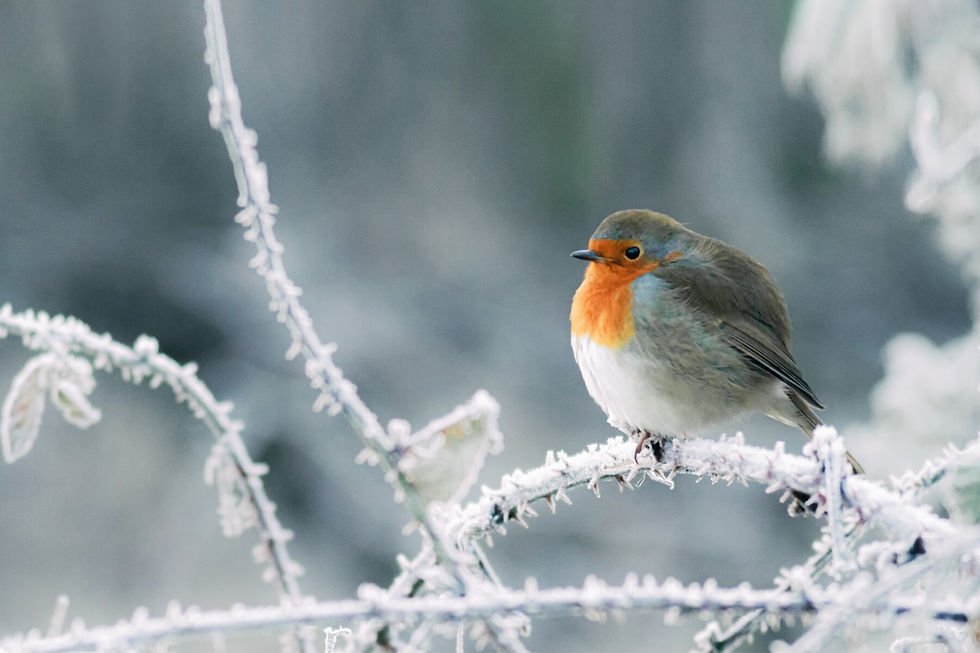 Prendre soin des oiseaux de la nature