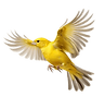 pngtree-beautiful-flying-atlantic-canary-transparent-background-png-image_10196203.png