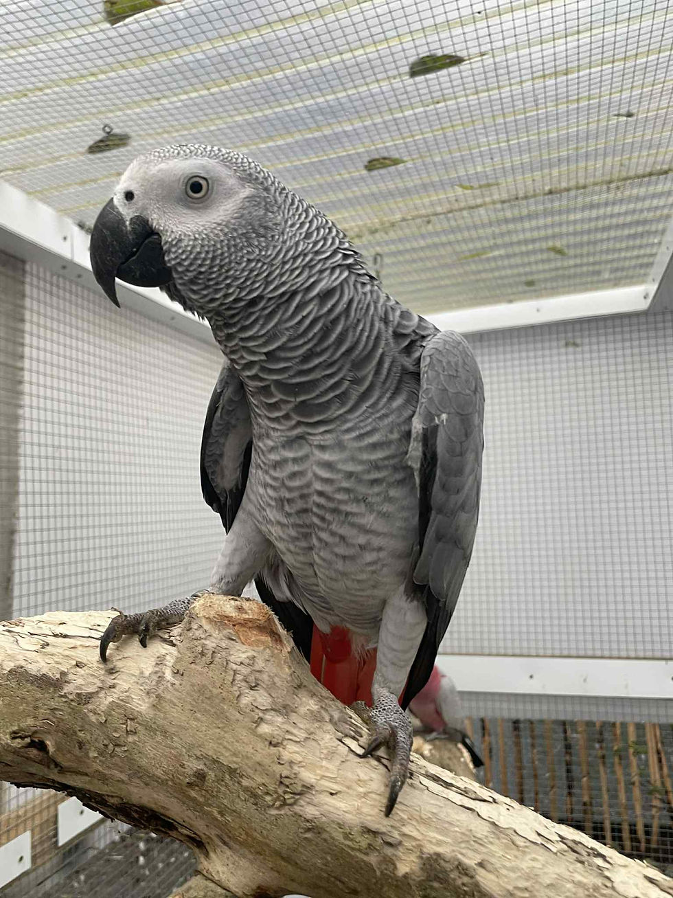 guide clair et détaillé des maladies les plus fréquentes chez les oiseaux