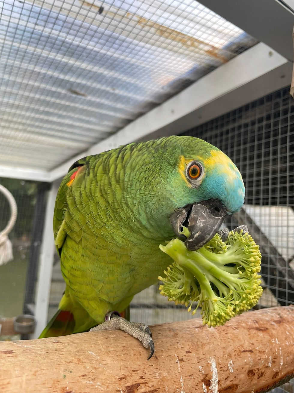 Prendre soin de son oiseau.