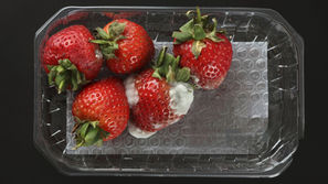 Lesson in Discernment: One Bad Berry at A Time