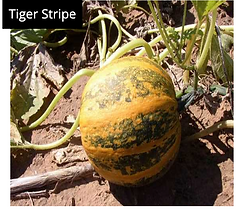 Tiger Stripe.png