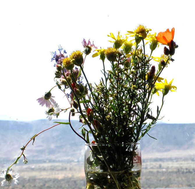 Wildflowers, Mojave Desert (photo by Greg Colson)