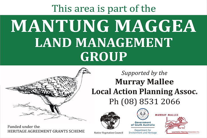Mantung Maggea Land Management Group, Malleefowl, SA Murray Mallee