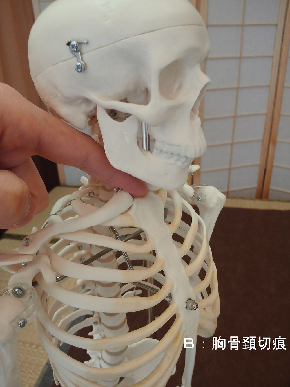 四象調息法の基本 胸郭編