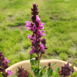 A purple flower