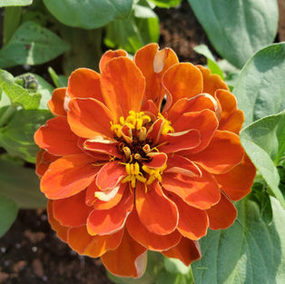 An orange flower