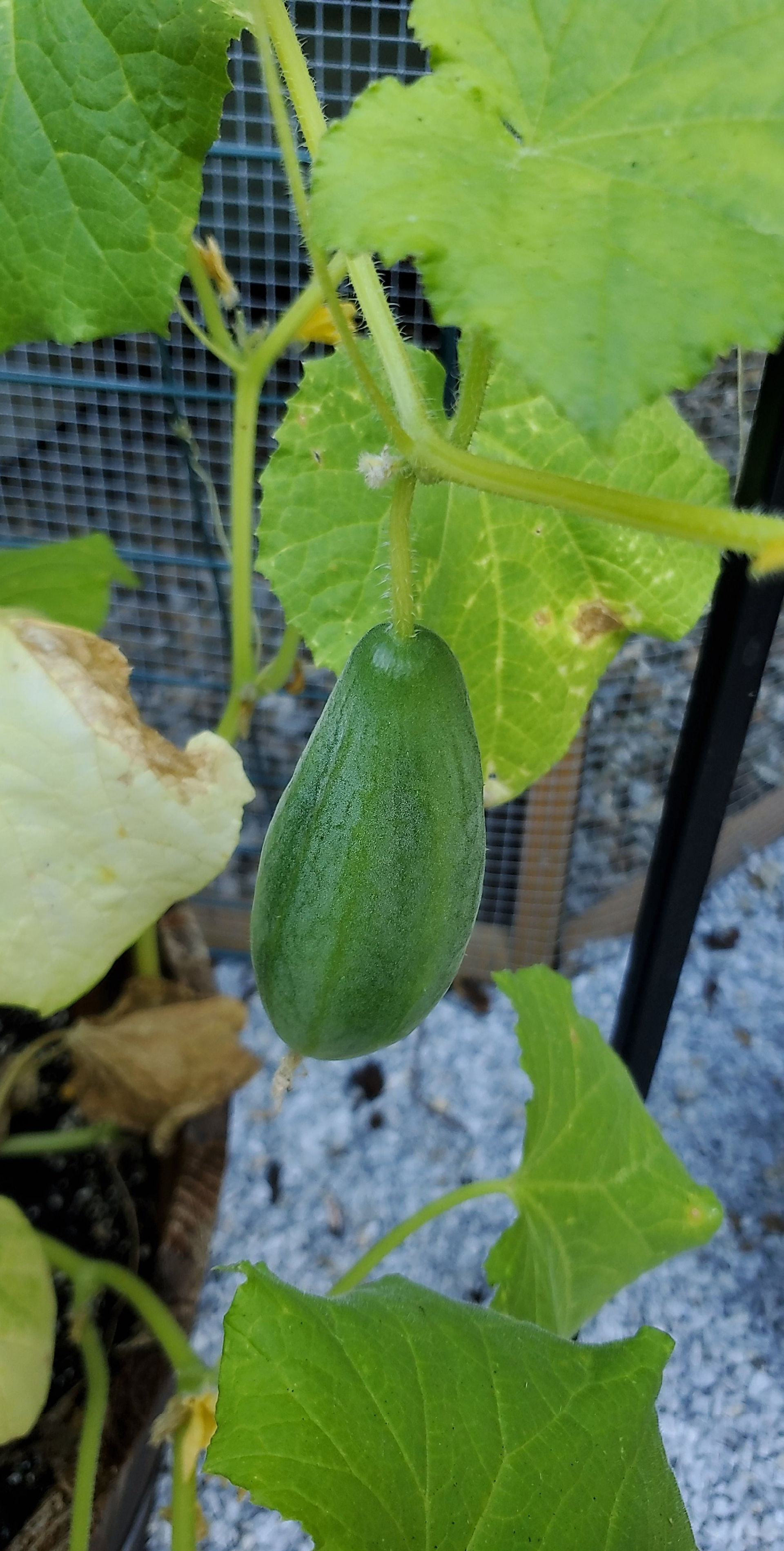 A cucumber on the vine