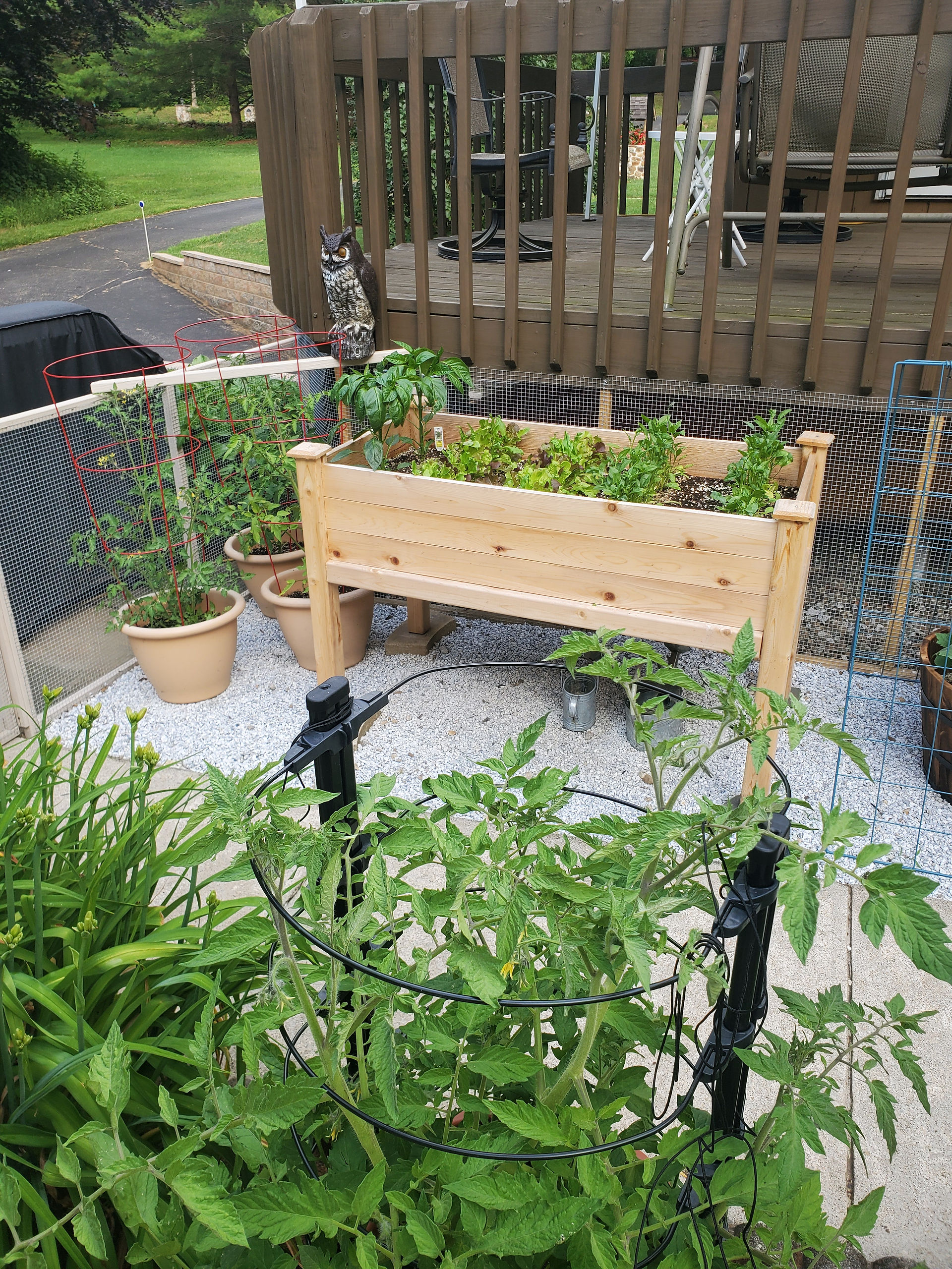 A view of the garden
