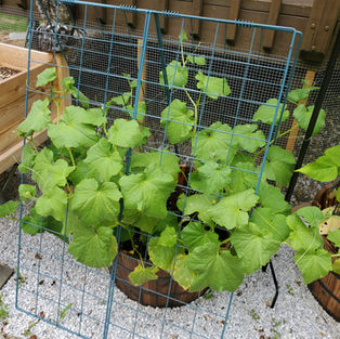 Cucumber plants climbing up a trellis