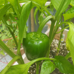 A green bell pepper on the plant