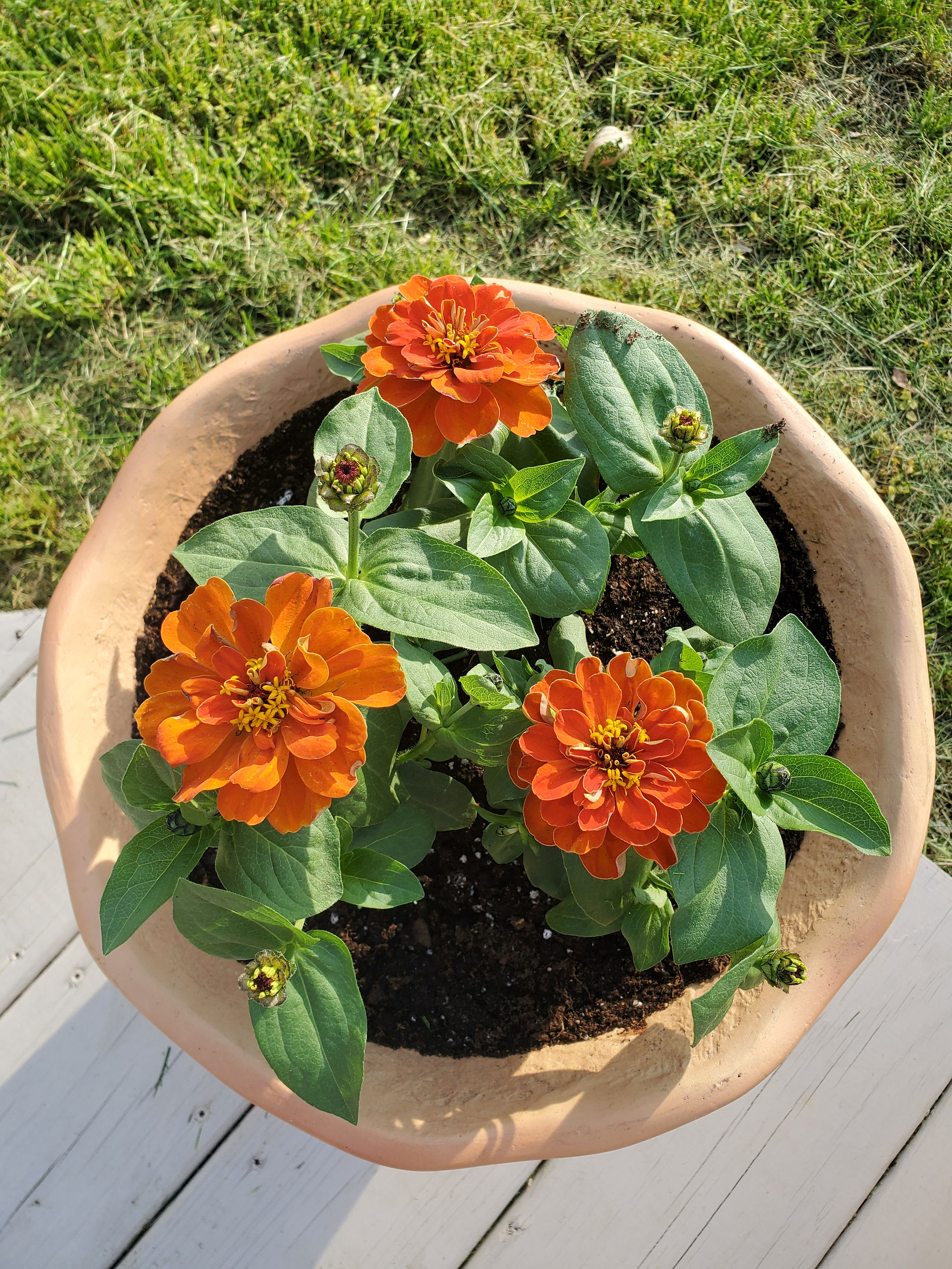 Orange flowers in a pot