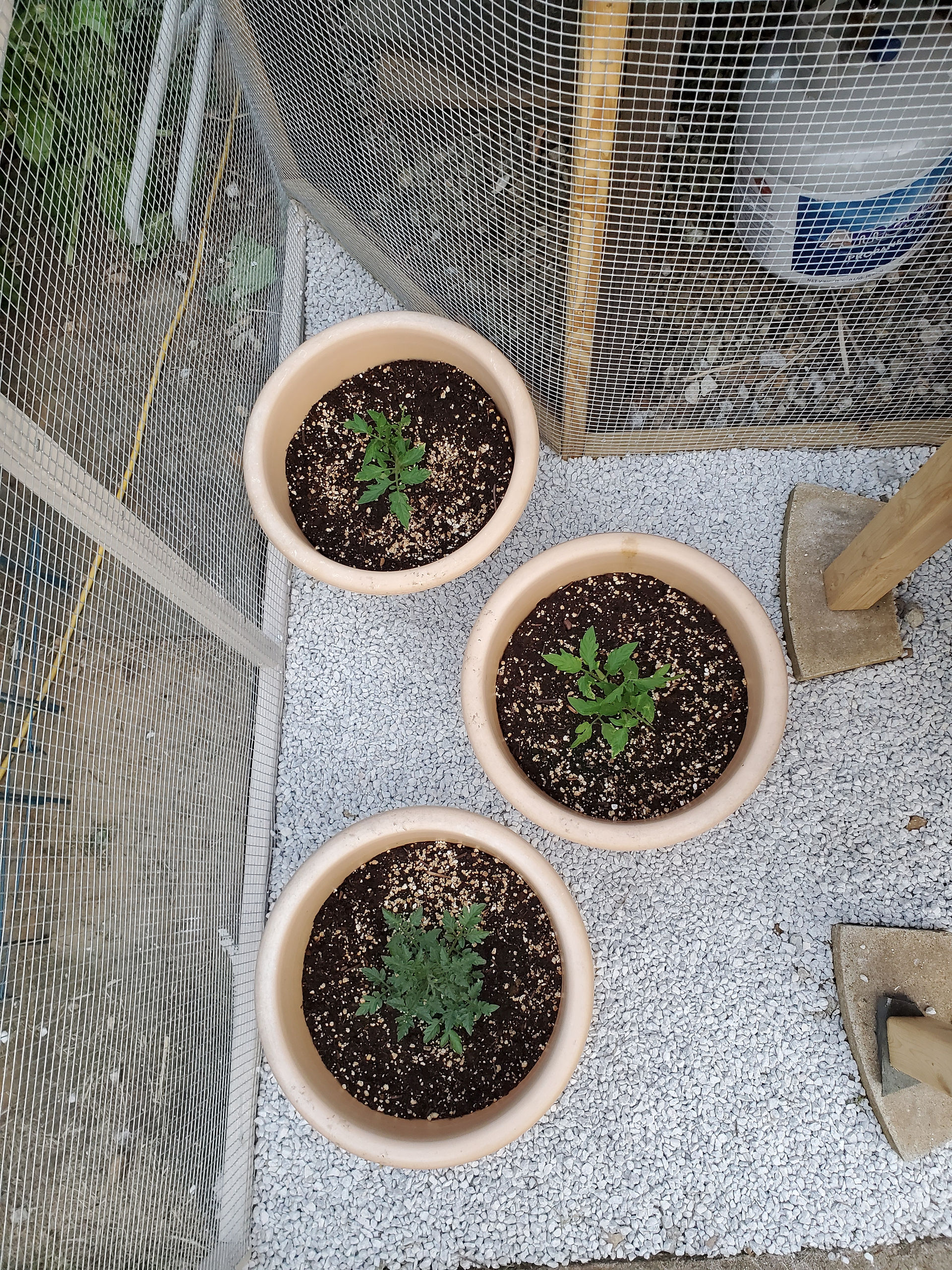 Downward view of three pots of tomato plants