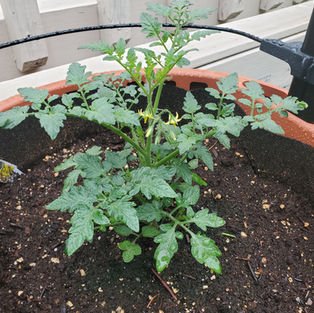 Baby tomato plant