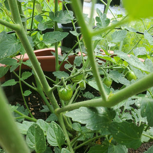 Unripe cherry tomatoes on the vine