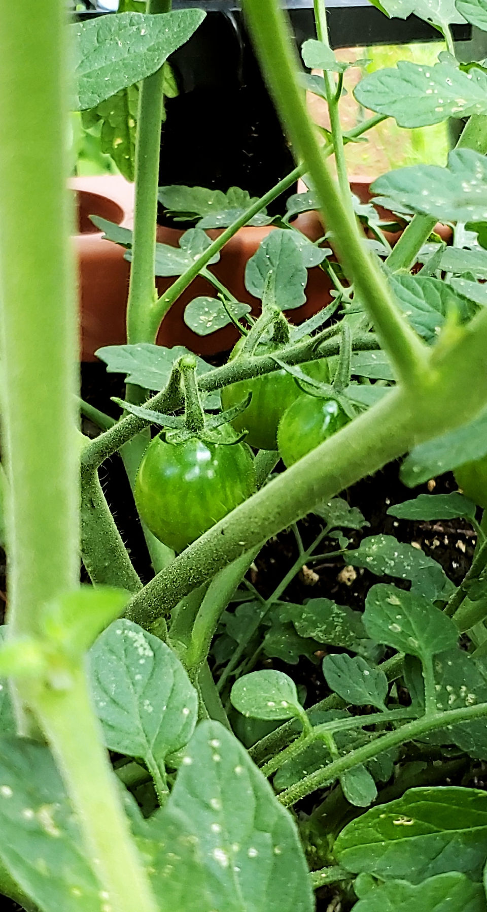 Three unripe cherry tomatoes on the vine