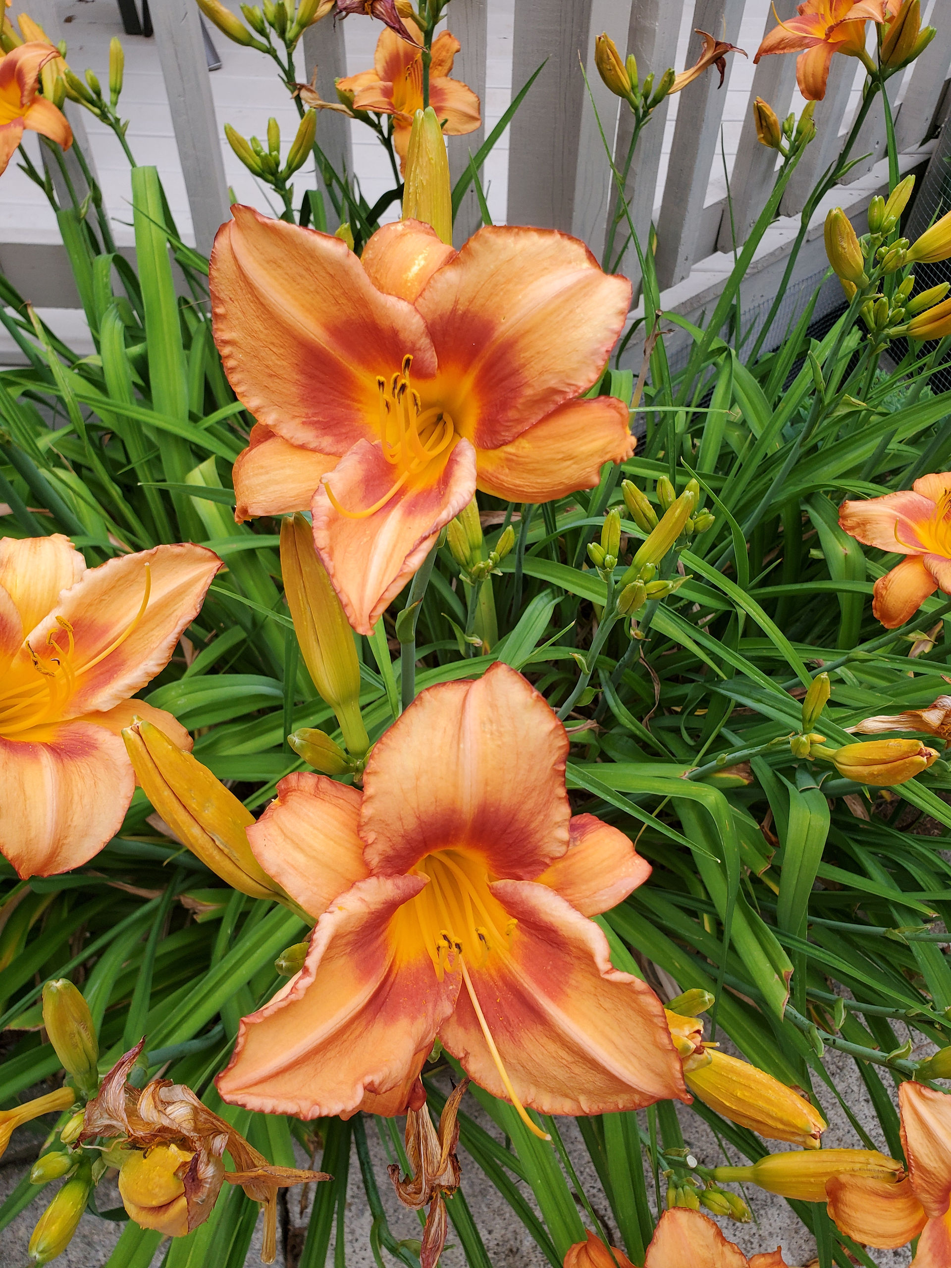 Orange tiger lilies
