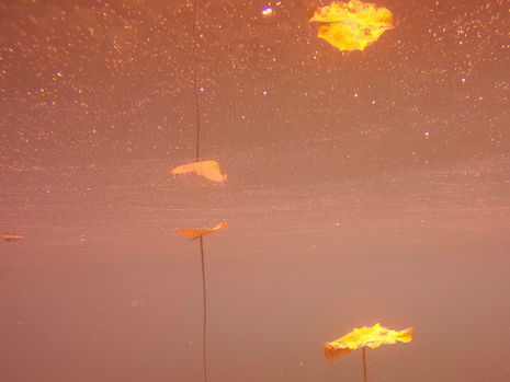 FILIPPAROSE.art | SubAquaScape 1.013