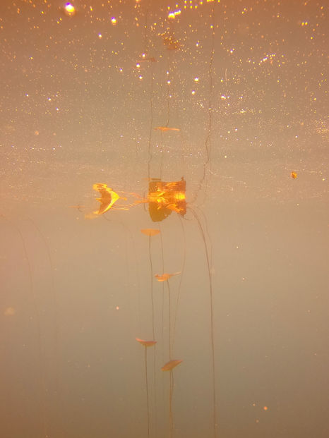 FILIPPAROSE.art | SubAquaScape 1.018