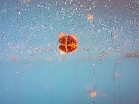 FILIPPAROSE.art | SubAquaScape 1.040