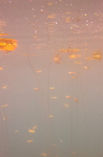 FilippaRose SubAquaScape