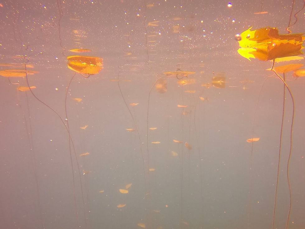 Eye-level view of a serene landscape captured on camera