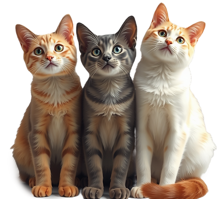 3CATS- INTRO IMAGE