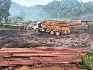 Polícia Federal combate crimes ambientais em Rondônia e Mato Grosso