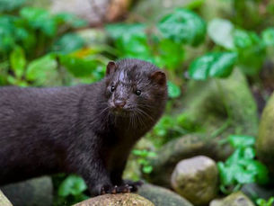 Segunda onda na Europa: animais passam coronavírus para humanos