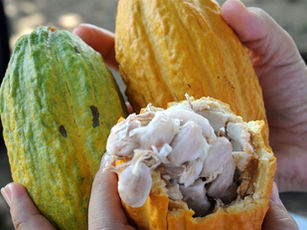 Idaron realiza vigilância preventiva contra a monilíase do cacaueiro em Rondônia