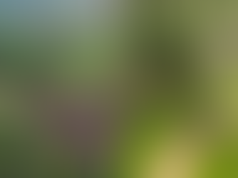 MP-RO recorre de decisão que suspendeu desocupação do Parque Estadual Guajará-Mirim.