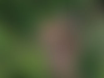 Aparição de indígenas isolados aumentou e chama atenção de autoridades