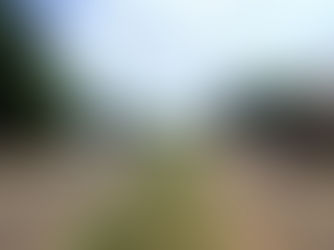 Morte de pets revolta população de Chupinguaia; 22 animais morreram envenenados