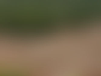 ONGs e agronegócio se unem contra desmatamento na Amazônia