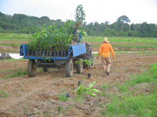 Entidades atuarão na recuperação de áreas degradadas em Rondônia