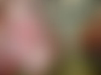 Frigorífico de Rondônia é investigado em esquema de sonegação