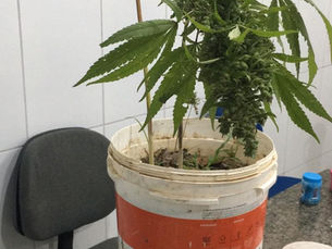 Pés de maconha são encontrados em área de preservação ambiental em Rondônia