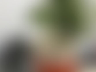 Pés de maconha são encontrados em área de preservação ambiental em Rondônia