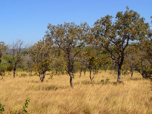 Cerrado perdeu quase 30 milhões de ha em vegetação nativa em 35 anos
