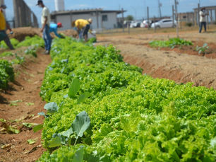 Produção de horta do presídio de Vilhena é doada para entidades