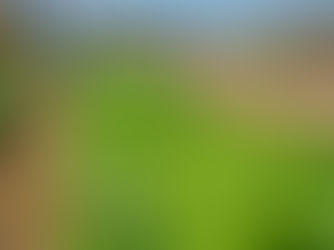 Produção de horta do presídio de Vilhena é doada para entidades