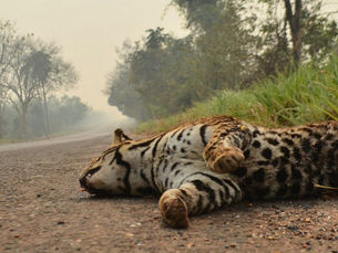 Fogo avança sobre o Pantanal e mata animais ameaçados