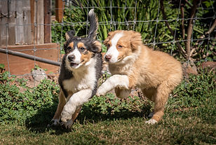 PAW_3563.JPG