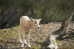 Image by Lydia Cross.png