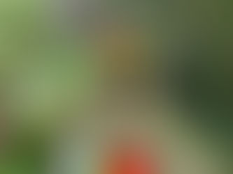 A prova onde os atletas são mimados