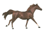 horse_run20.gif