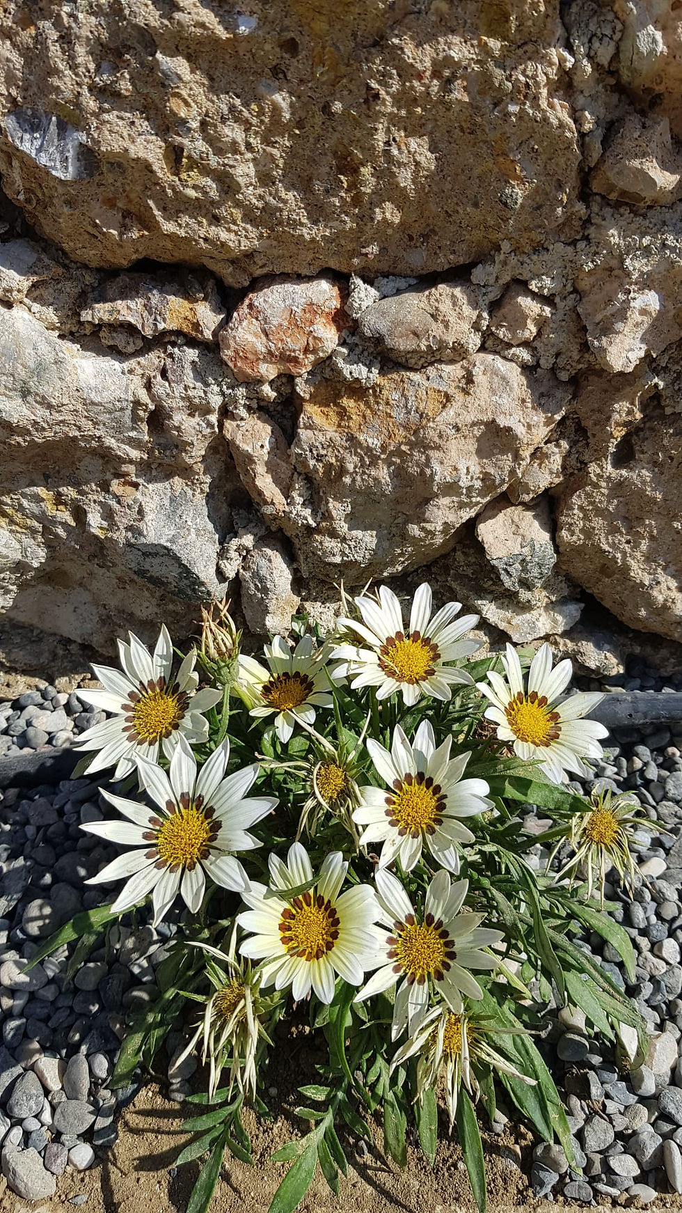Eye-level view of a person practicing yoga in a serene outdoor setting